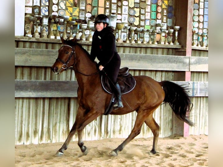 Pura Raza Árabe Caballo castrado 4 años 155 cm Castaño in Kehl