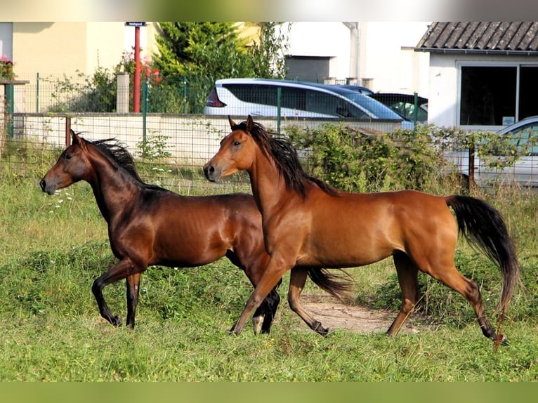 Pura Raza Árabe Caballo castrado 4 años 155 cm Castaño in Kehl