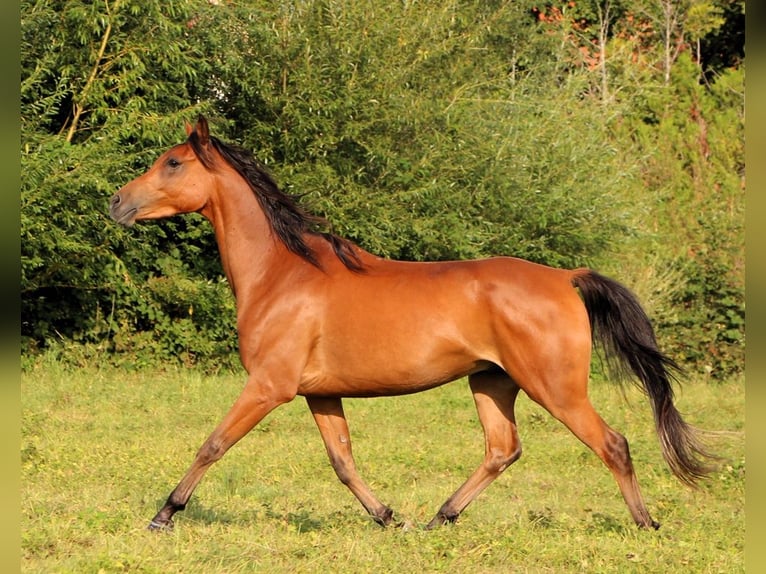 Pura Raza Árabe Caballo castrado 4 años 155 cm Castaño in Kehl