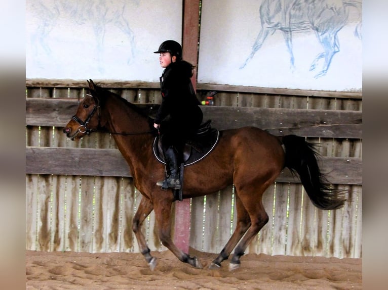 Pura Raza Árabe Caballo castrado 4 años 155 cm Castaño in Kehl