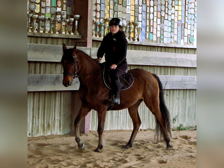 Pura Raza Árabe Caballo castrado 4 años 155 cm Castaño in Kehl