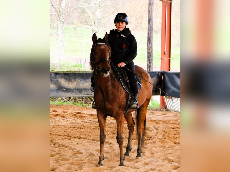 Pura Raza Árabe Caballo castrado 4 años 155 cm Castaño in Kehl