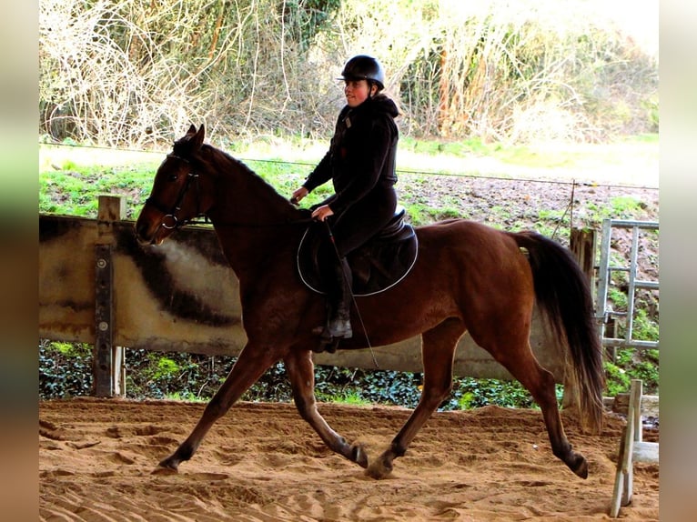 Pura Raza Árabe Caballo castrado 4 años 155 cm Castaño in Kehl