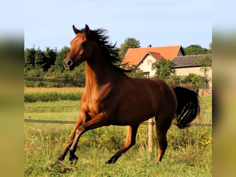 Pura Raza Árabe Caballo castrado 4 años 155 cm Castaño in Kehl