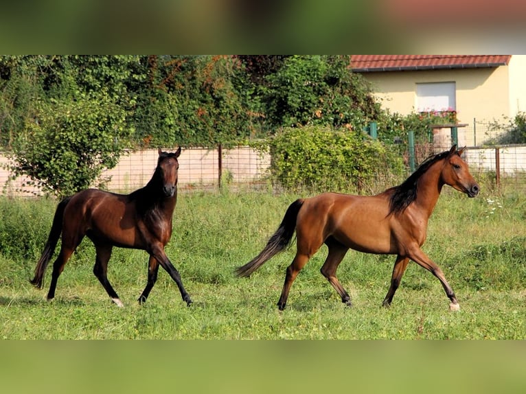 Pura Raza Árabe Caballo castrado 4 años 155 cm Castaño in Kehl