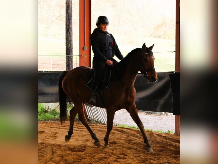 Pura Raza Árabe Caballo castrado 4 años 155 cm Castaño in Kehl