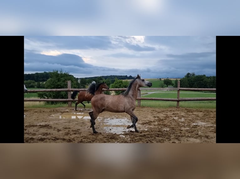 Pura Raza Árabe Caballo castrado 4 años 155 cm Tordo in H&#xFC;rm