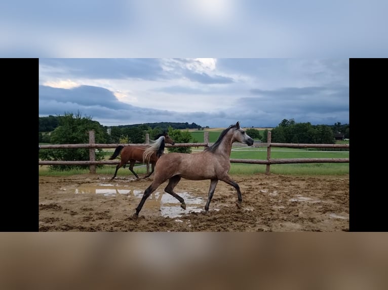 Pura Raza Árabe Caballo castrado 4 años 155 cm Tordo in H&#xFC;rm