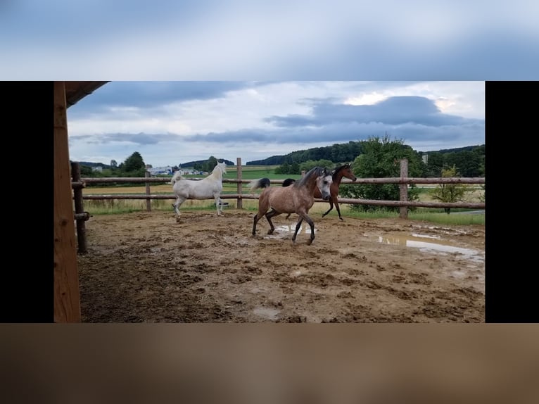 Pura Raza Árabe Caballo castrado 4 años 155 cm Tordo in H&#xFC;rm