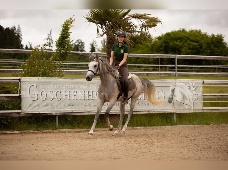 Pura Raza Árabe Caballo castrado 4 años 155 cm Tordo in Wassertrüdingen