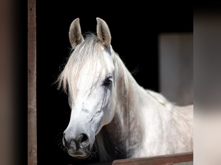 Pura Raza Árabe Caballo castrado 4 años 155 cm Tordo rodado in Hilden