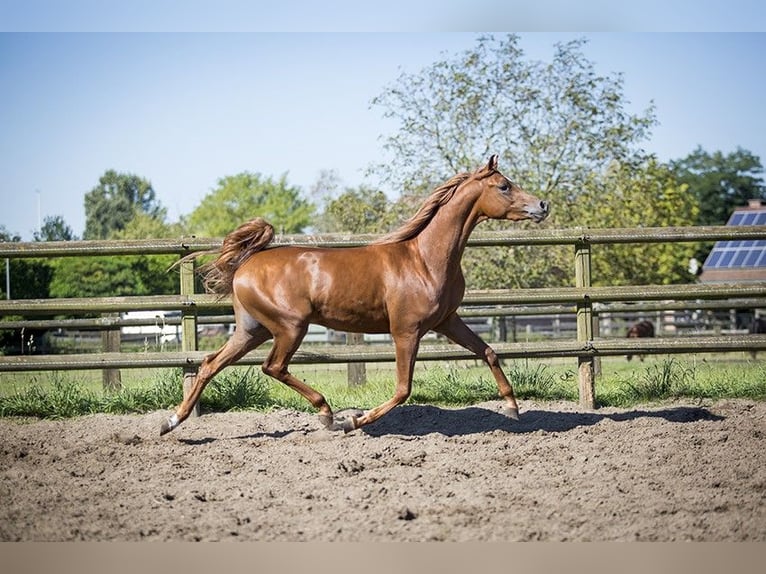 Pura Raza Árabe Caballo castrado 4 años 156 cm Alazán in Herzberg am Harz