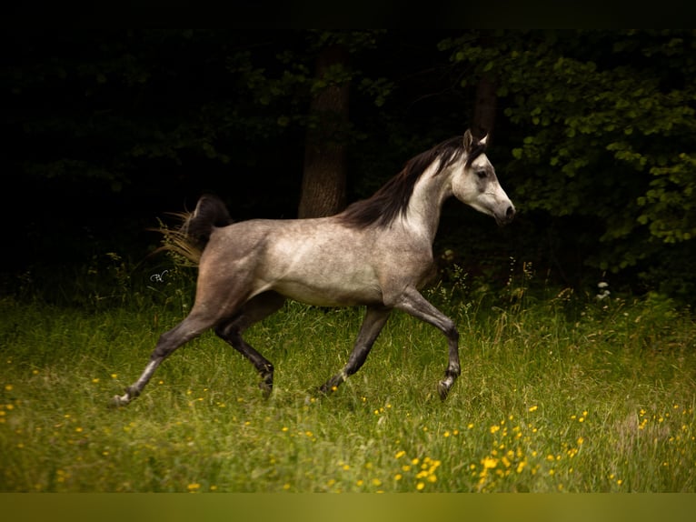 Pura Raza Árabe Caballo castrado 4 años 156 cm Tordo in Amtzell