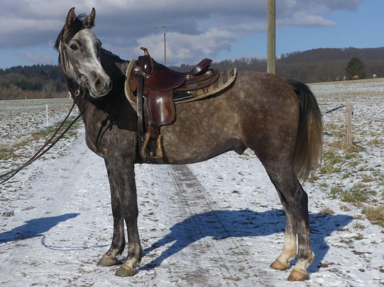 Pura Raza Árabe Caballo castrado 4 años 156 cm Tordo in Herzberg am Harz