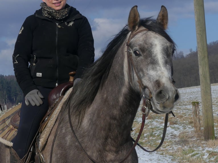 Pura Raza Árabe Caballo castrado 4 años 156 cm Tordo in Herzberg am Harz