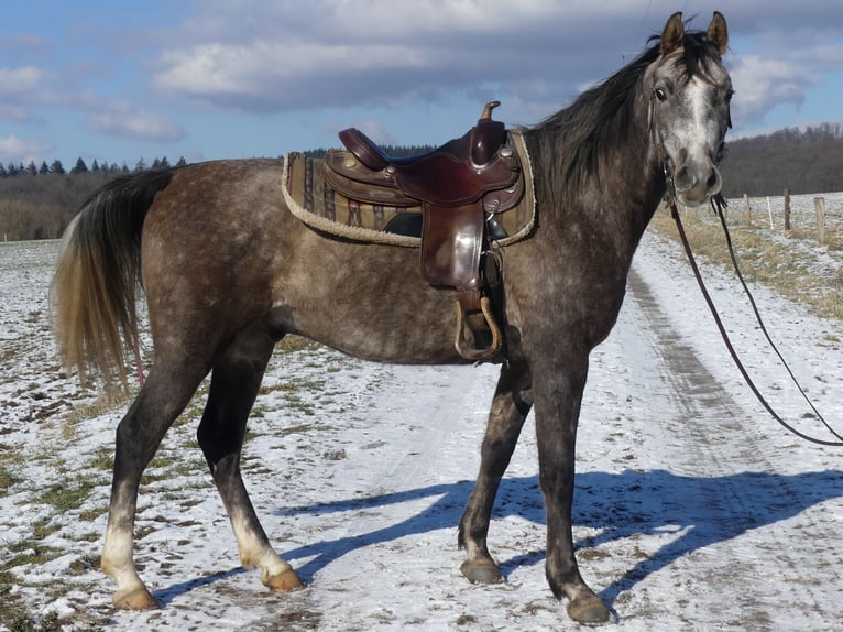 Pura Raza Árabe Caballo castrado 4 años 156 cm Tordo in Herzberg am Harz