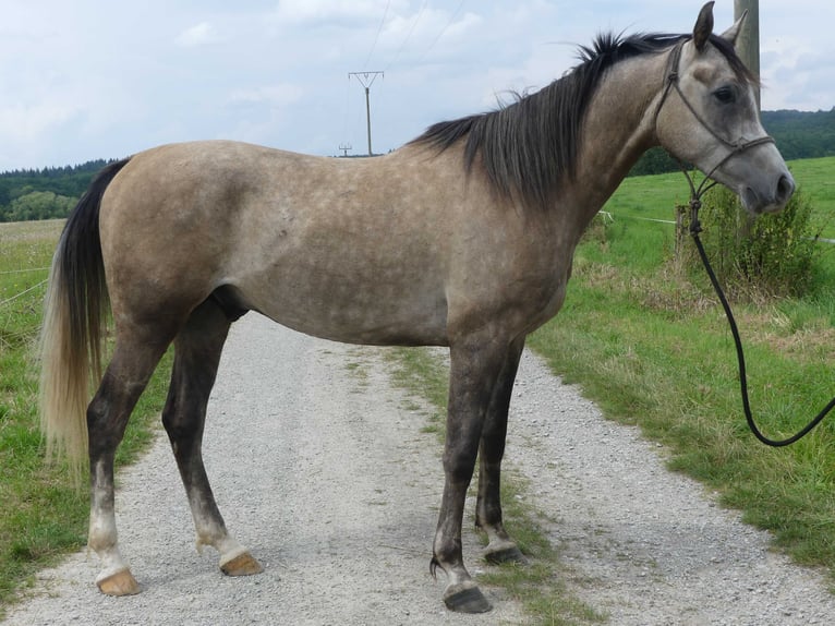 Pura Raza Árabe Caballo castrado 4 años 156 cm Tordo in Herzberg am Harz