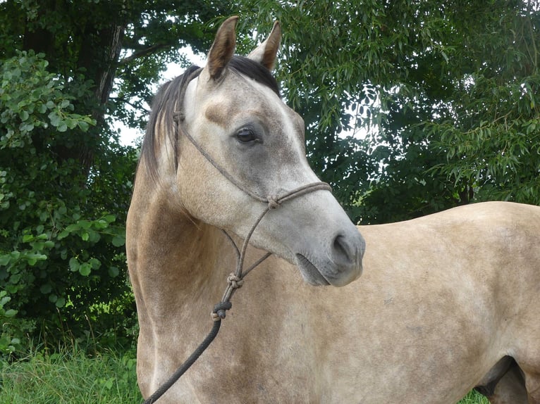 Pura Raza Árabe Caballo castrado 4 años 156 cm Tordo in Herzberg am Harz