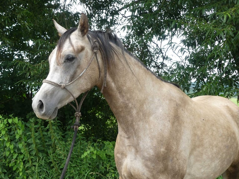 Pura Raza Árabe Caballo castrado 4 años 156 cm Tordo in Herzberg am Harz