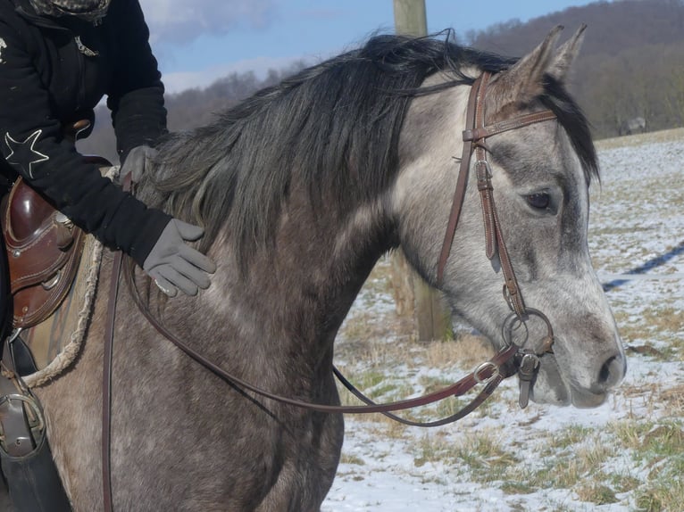 Pura Raza Árabe Caballo castrado 4 años 156 cm Tordo in Herzberg am Harz