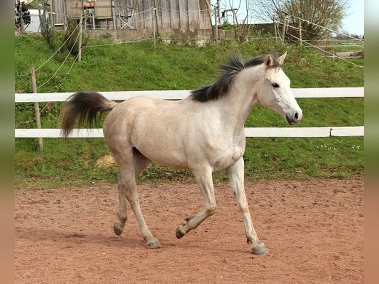 Pura Raza Árabe Caballo castrado 4 años 156 cm Tordo picazo in Freiamt