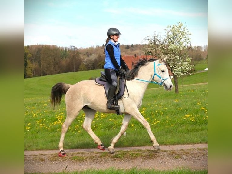 Pura Raza Árabe Caballo castrado 4 años 156 cm Tordo picazo in Freiamt
