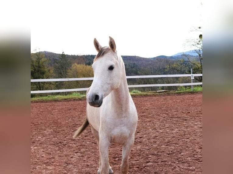 Pura Raza Árabe Caballo castrado 4 años 156 cm Tordo picazo in Freiamt