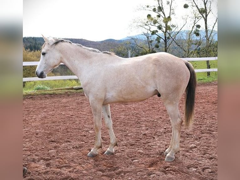 Pura Raza Árabe Caballo castrado 4 años 156 cm Tordo picazo in Freiamt
