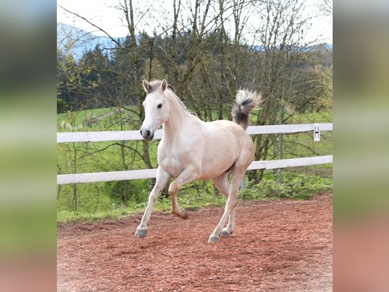 Pura Raza Árabe Caballo castrado 4 años 156 cm Tordo picazo in Freiamt