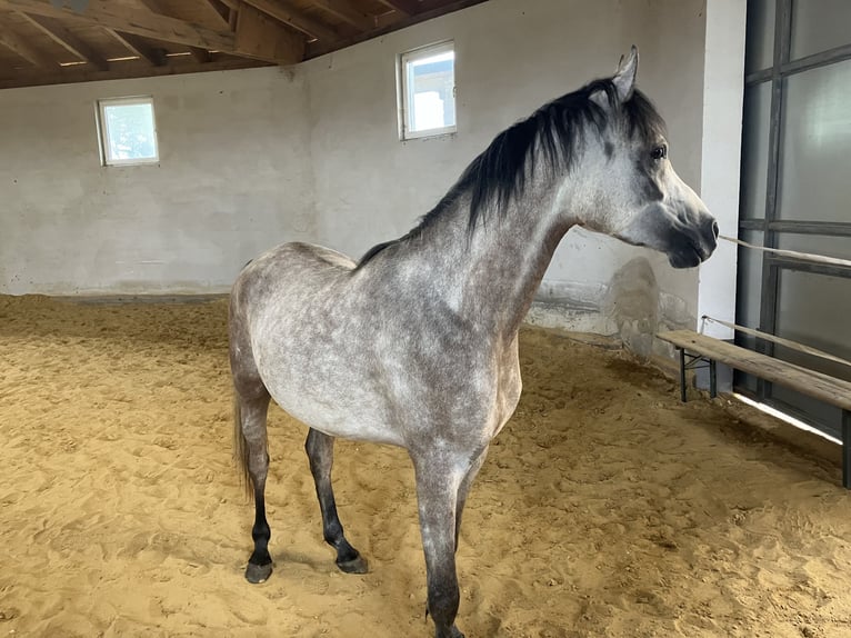 Pura Raza Árabe Caballo castrado 4 años 156 cm Tordo rodado in Hartkirchen