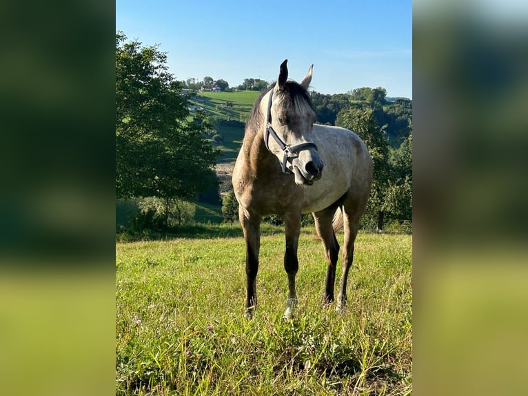 Pura Raza Árabe Caballo castrado 4 años 156 cm Tordo rodado in Hartkirchen