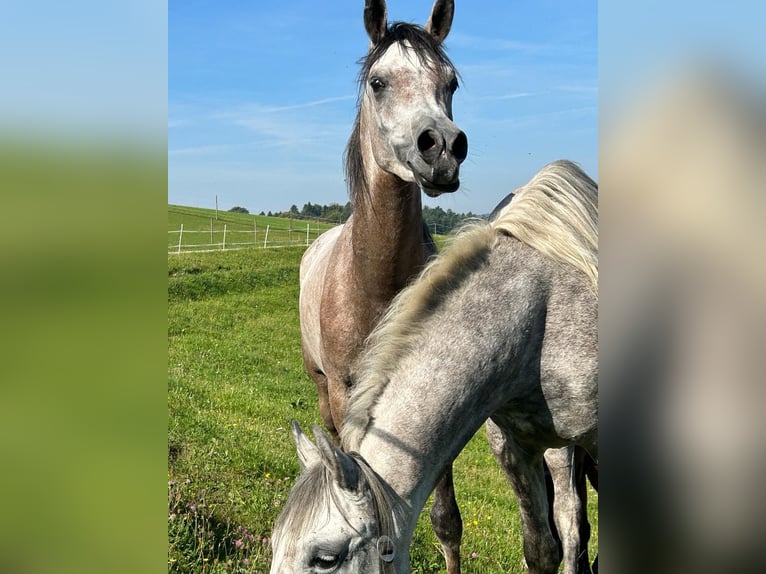 Pura Raza Árabe Caballo castrado 4 años 156 cm Tordo rodado in Hartkirchen