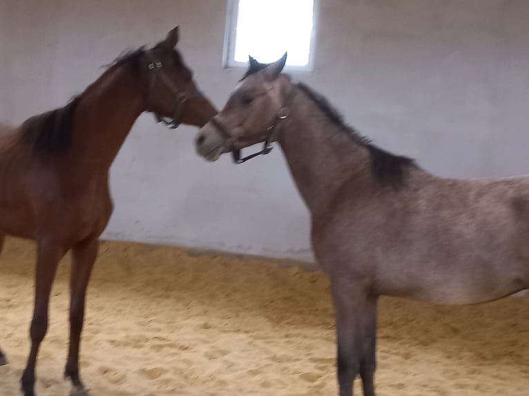 Pura Raza Árabe Caballo castrado 4 años 156 cm Tordo rodado in Hartkirchen