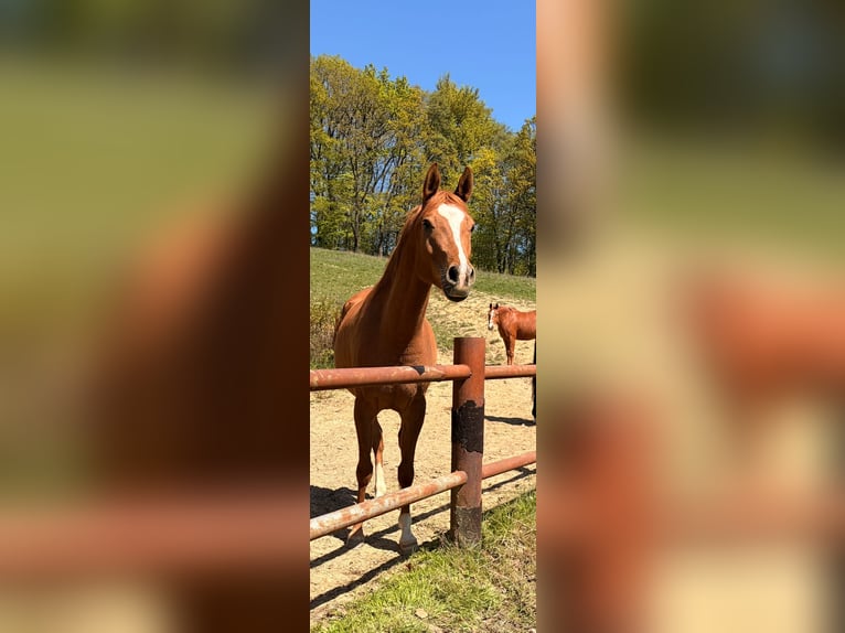 Pura Raza Árabe Caballo castrado 4 años 157 cm Alazán in IserlohnIserlohn