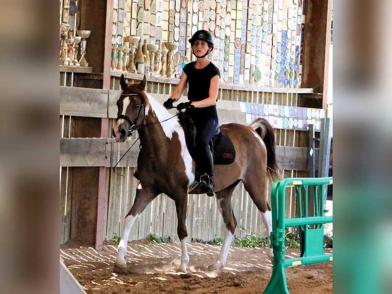 Pura Raza Árabe Caballo castrado 4 años 158 cm Tobiano-todas las-capas in Kehl