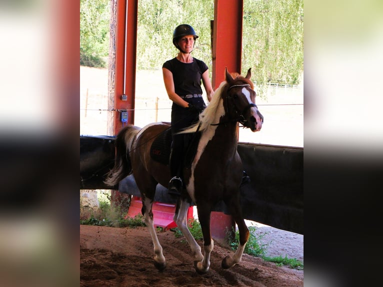 Pura Raza Árabe Caballo castrado 4 años 158 cm Tobiano-todas las-capas in Kehl