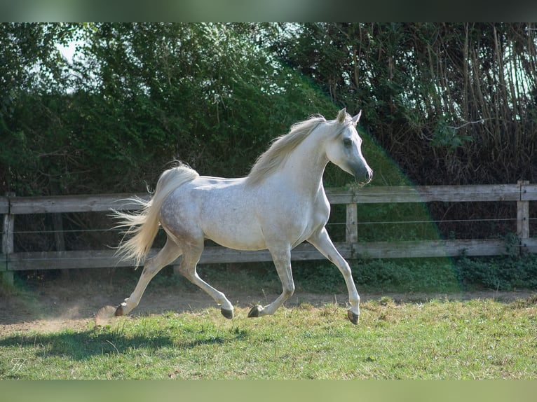 Pura Raza Árabe Caballo castrado 4 años 158 cm Tordo in DUN LE PALESTEL