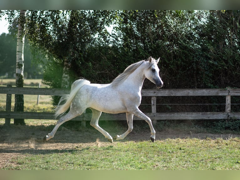 Pura Raza Árabe Caballo castrado 4 años 158 cm Tordo in DUN LE PALESTEL