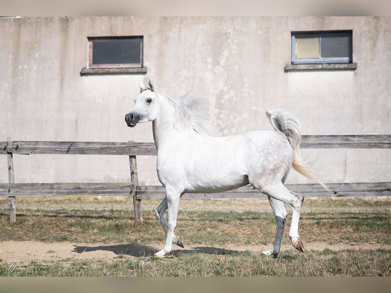 Pura Raza Árabe Caballo castrado 4 años 158 cm Tordo in DUN LE PALESTEL