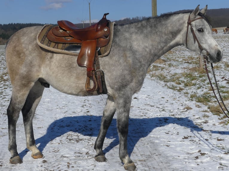 Pura Raza Árabe Caballo castrado 4 años 158 cm Tordo in Herzberg am Harz