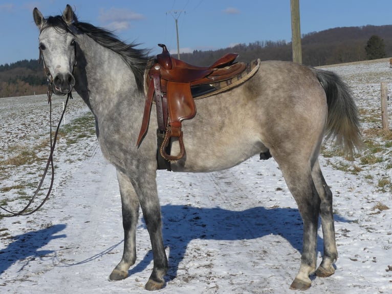 Pura Raza Árabe Caballo castrado 4 años 158 cm Tordo in Herzberg am Harz