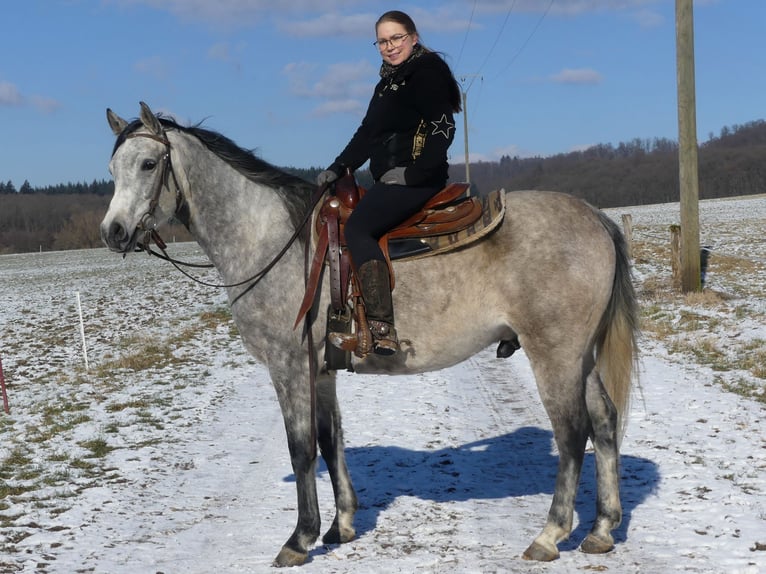 Pura Raza Árabe Caballo castrado 4 años 158 cm Tordo in Herzberg am Harz