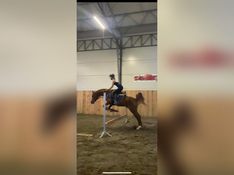 Pura Raza Árabe Caballo castrado 4 años 160 cm Alazán in Jedrzejow