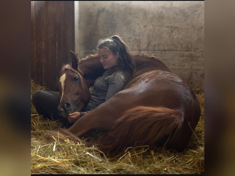 Pura Raza Árabe Caballo castrado 4 años 160 cm Alazán in Jedrzejow