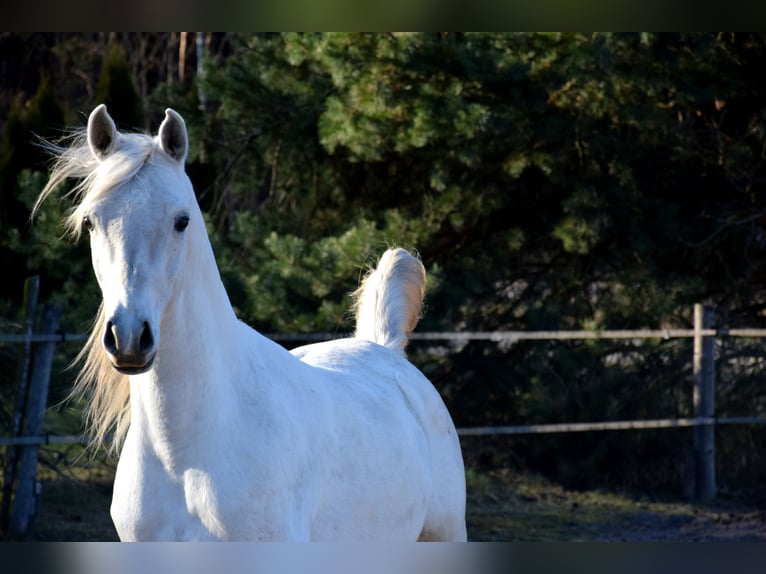 Pura Raza Árabe Caballo castrado 4 años 160 cm Tordo in Tuczępy