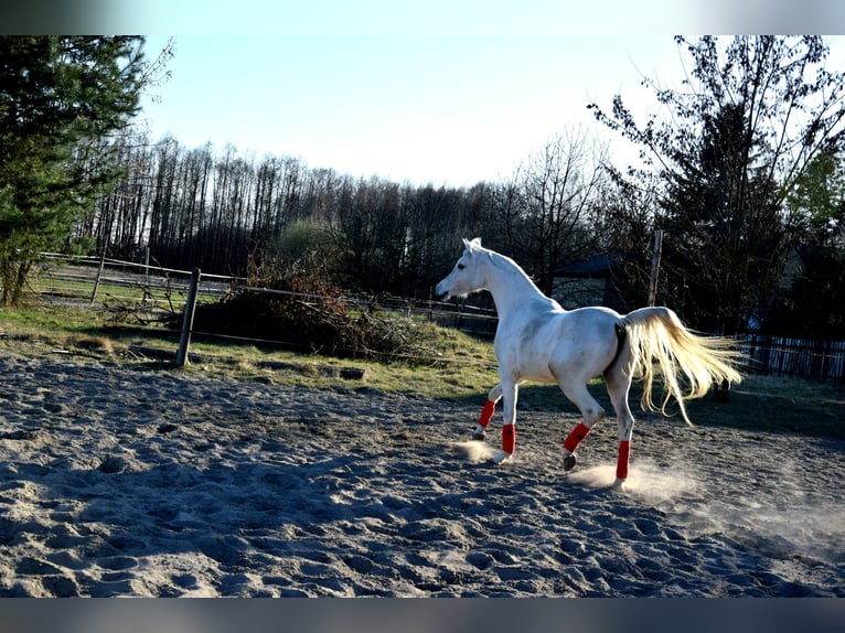 Pura Raza Árabe Caballo castrado 4 años 160 cm Tordo in Tuczępy