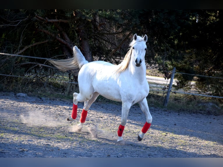 Pura Raza Árabe Caballo castrado 4 años 160 cm Tordo in Tuczępy