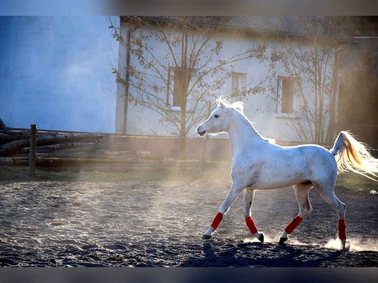 Pura Raza Árabe Caballo castrado 4 años 160 cm Tordo in Tuczępy