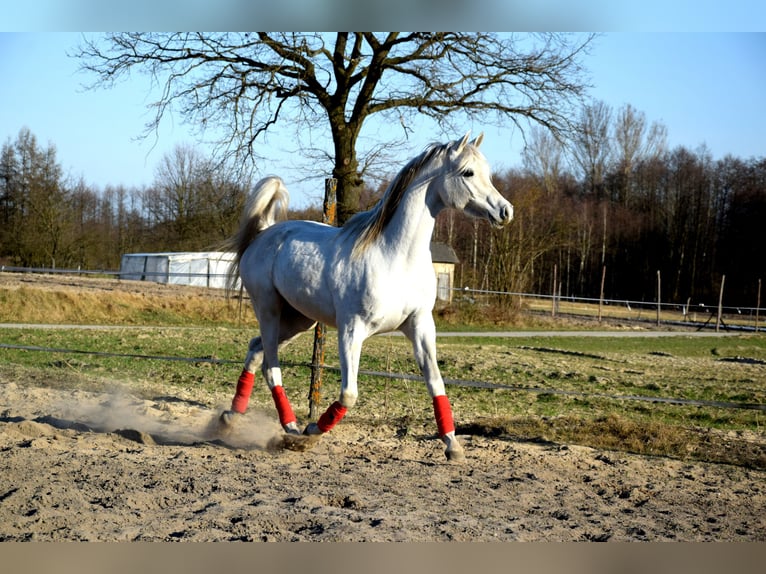 Pura Raza Árabe Caballo castrado 4 años 160 cm Tordo in Tuczępy