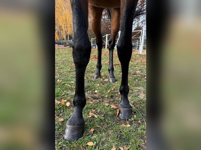 Pura Raza Árabe Caballo castrado 4 años 161 cm Castaño in Warszawa